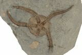 Large Fossil Starfish and Brittle Star - Morocco #190970-2